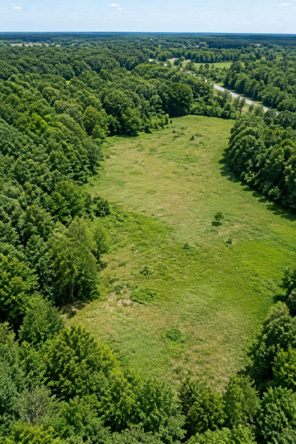 Undeveloped meadow at a forest edge